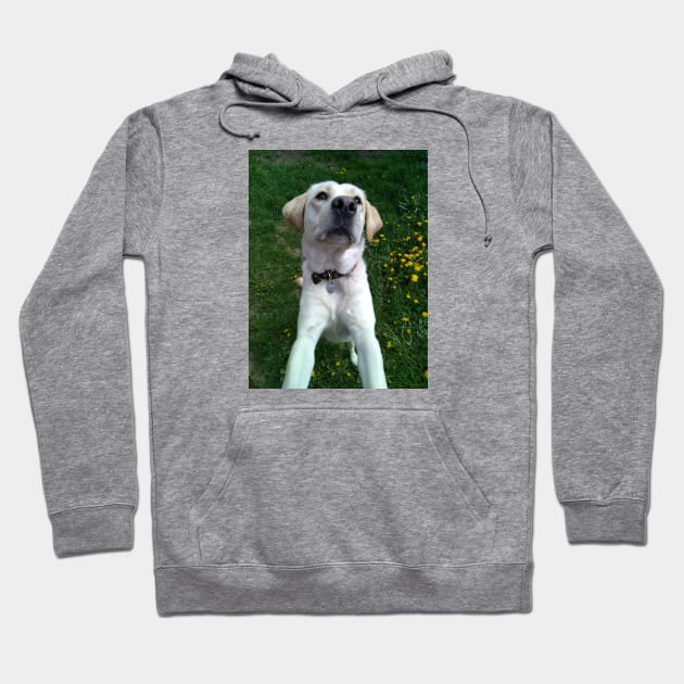 labrador Hoodie by Ulka.art